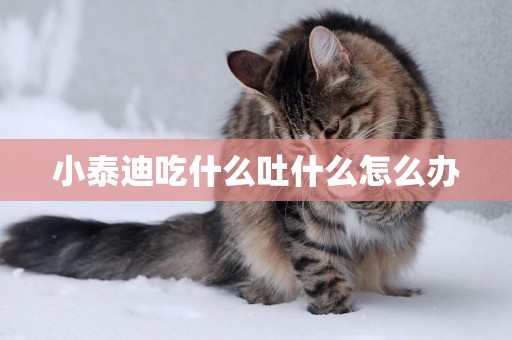 小泰迪吃什么吐什么怎么辦