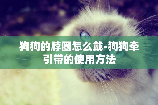 狗狗的脖圈怎么戴-狗狗牽引帶的使用方法