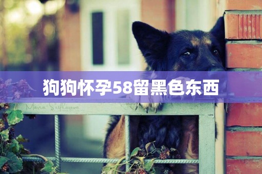 狗狗懷孕58留黑色東西