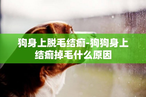 狗身上脫毛結痂-狗狗身上結痂掉毛什么原因