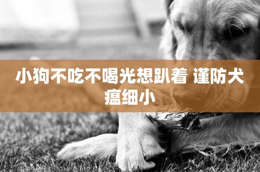 小狗不吃不喝光想趴著 謹防犬瘟細小