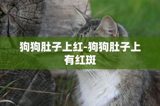 狗狗肚子上紅-狗狗肚子上有紅斑