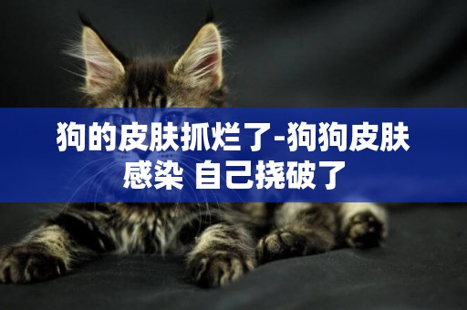 狗的皮膚抓爛了-狗狗皮膚感染 自己撓破了