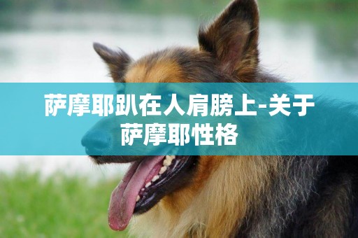 薩摩耶趴在人肩膀上-關于薩摩耶性格