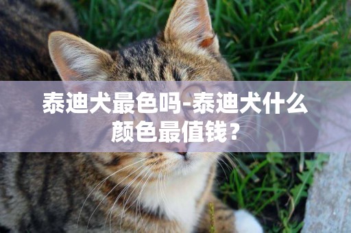 泰迪犬最色嗎-泰迪犬什么顏色最值錢？