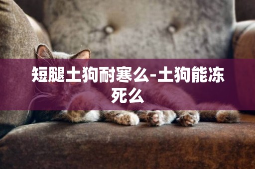 短腿土狗耐寒么-土狗能凍死么