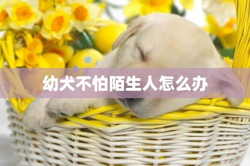 幼犬不怕陌生人怎么辦
