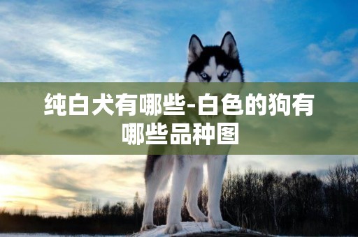純白犬有哪些-白色的狗有哪些品種圖