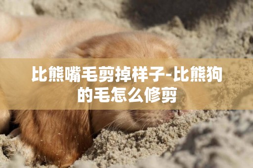 比熊嘴毛剪掉樣子-比熊狗的毛怎么修剪