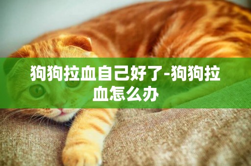狗狗拉血自己好了-狗狗拉血怎么辦