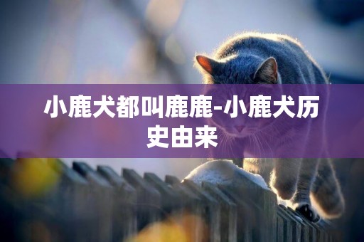 小鹿犬都叫鹿鹿-小鹿犬歷史由來