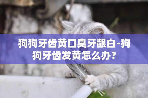 狗狗牙齒黃口臭牙齦白-狗狗牙齒發黃怎么辦？