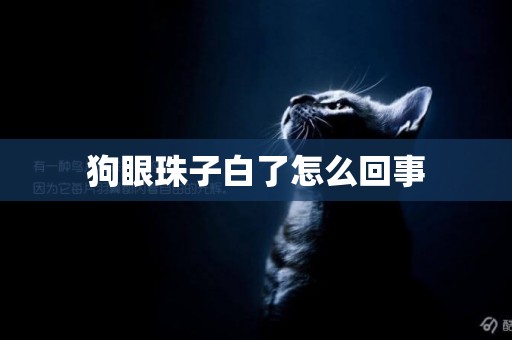 狗眼珠子白了怎么回事