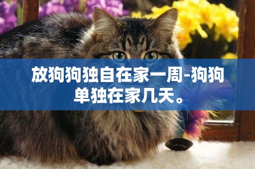 放狗狗獨自在家一周-狗狗單獨在家幾天。