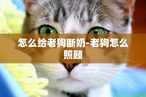怎么給老狗斷奶-老狗怎么照顧