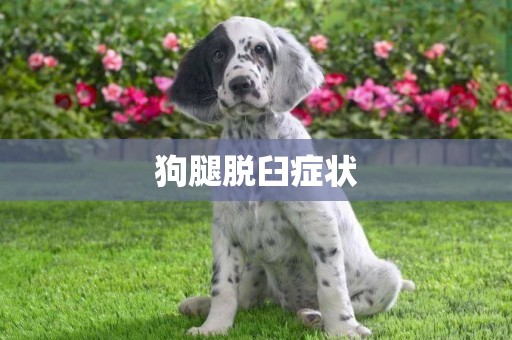 狗腿脫臼癥狀