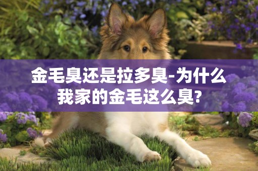 金毛臭還是拉多臭-為什么我家的金毛這么臭?