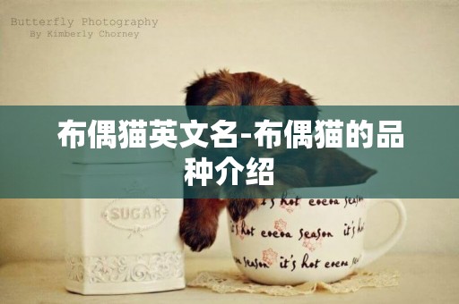 布偶貓英文名-布偶貓的品種介紹
