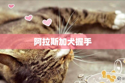 阿拉斯加犬握手