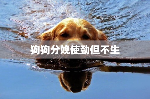 狗狗分娩使勁但不生