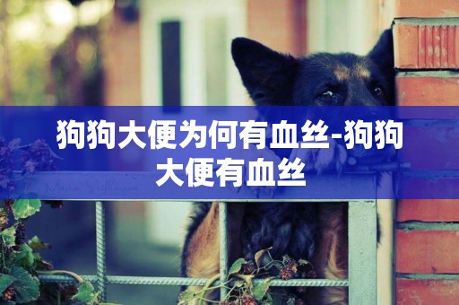 狗狗大便為何有血絲-狗狗大便有血絲