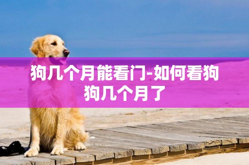 狗幾個月能看門-如何看狗狗幾個月了