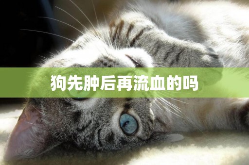 狗先腫后再流血的嗎