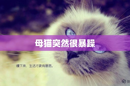 母貓突然很暴躁