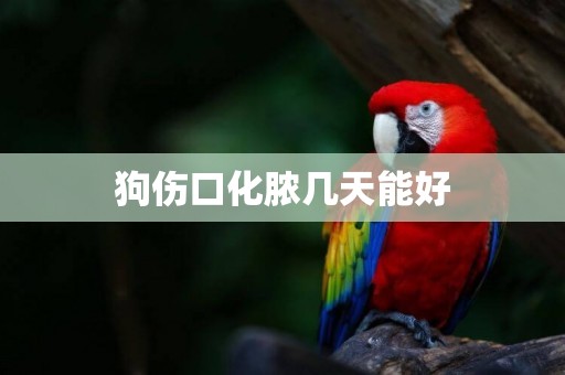 狗傷口化膿幾天能好