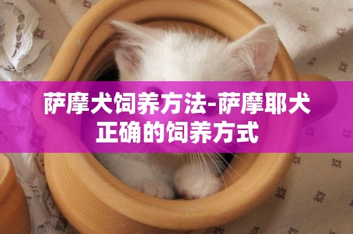 薩摩犬飼養方法-薩摩耶犬正確的飼養方式