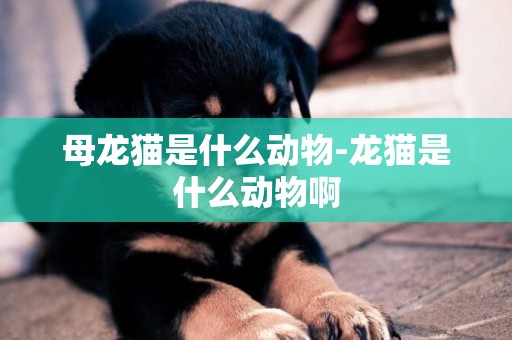 母龍貓是什么動物-龍貓是什么動物啊