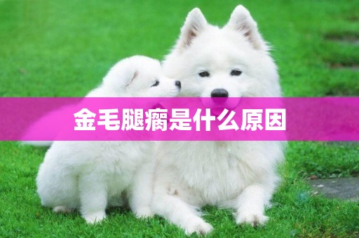 金毛腿瘸是什么原因