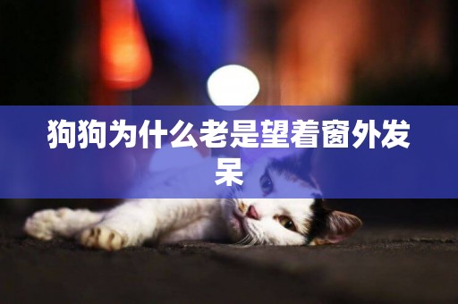 狗狗為什么老是望著窗外發呆