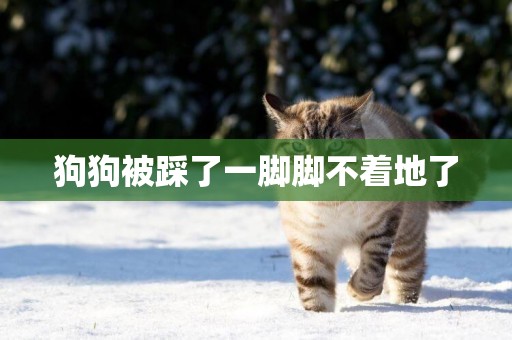 狗狗被踩了一腳腳不著地了