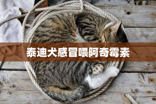 泰迪犬感冒喂阿奇霉素