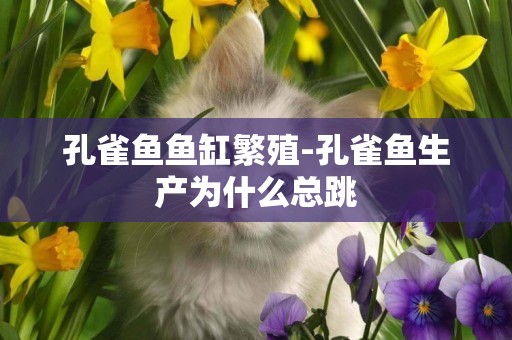 孔雀魚魚缸繁殖-孔雀魚生產為什么總跳