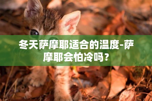 冬天薩摩耶適合的溫度-薩摩耶會怕冷嗎？