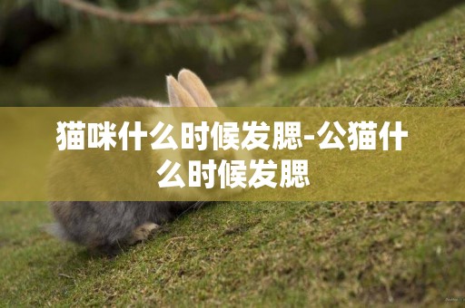 貓咪什么時候發腮-公貓什么時候發腮