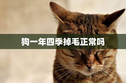 狗一年四季掉毛正常嗎