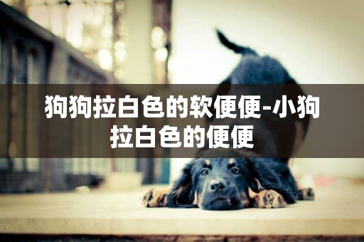 狗狗拉白色的軟便便-小狗拉白色的便便