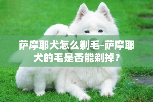 薩摩耶犬怎么剃毛-薩摩耶犬的毛是否能剃掉？