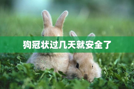 狗冠狀過幾天就安全了
