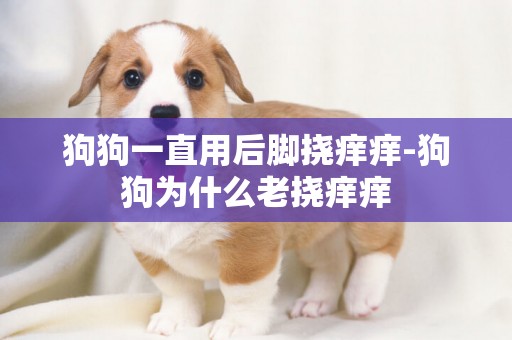 狗狗一直用后腳撓癢癢-狗狗為什么老撓癢癢