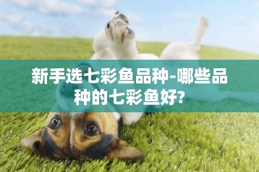 新手選七彩魚品種-哪些品種的七彩魚好?