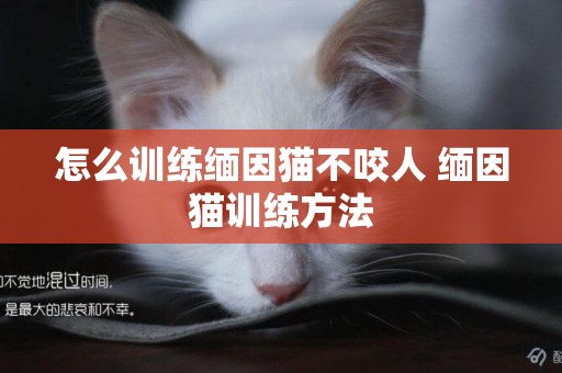 怎么訓練緬因貓不咬人 緬因貓訓練方法