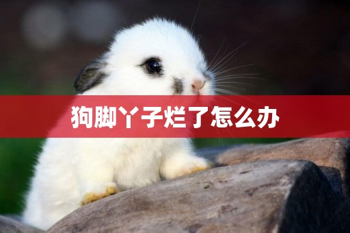 狗腳丫子爛了怎么辦