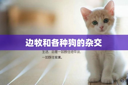 邊牧和各種狗的雜交