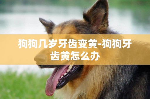 狗狗幾歲牙齒變黃-狗狗牙齒黃怎么辦