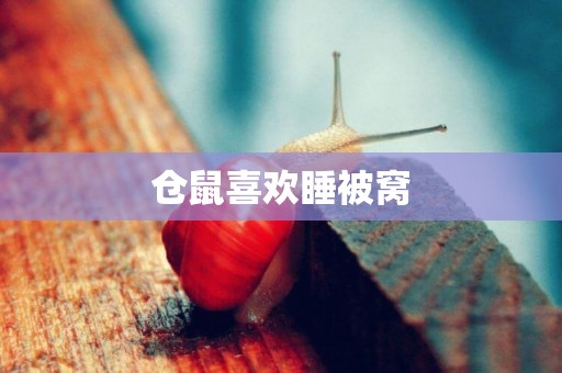 倉鼠喜歡睡被窩