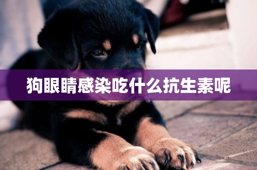狗眼睛感染吃什么抗生素呢